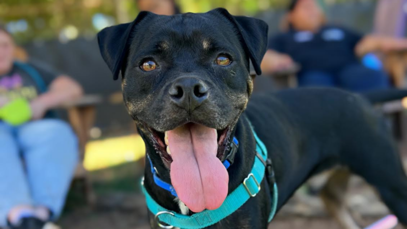 Pet of the Week: Bruce Banner